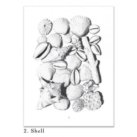MADAME HUBERT N 2 Shell Art Drawing